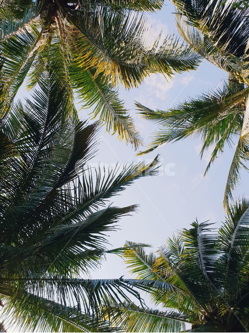 야쟈수,palmtree,동남아,휴가,vacation,식물,vegetation,나무,tree,여유,relaxation,relaxed,하늘,sky,발리,bali,자연,nature,여름,summer