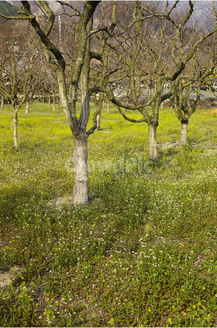 사과나무,사과밭,나무,풀,풀밭,작은꽃,초록빛,과수원,초록,식물,자연,plants,nature,나무,trees,wood