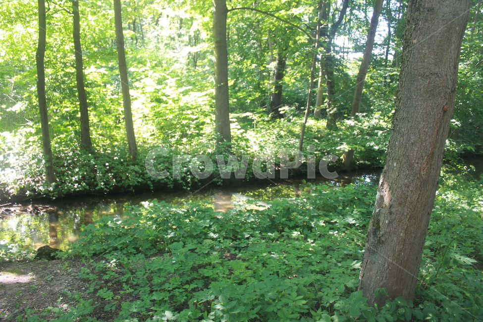 자연,호수,독일,뮌헨,냇가,잔디,시냇물,정원,궁전,자연,풍경,nature,landscape,tree,나무,plant,식물,vegetation,초목,forest,숲,land,땅,outdoors,옥외,woodland,삼림지,grove,작은 숲,tree trunk,나무 줄기,ground,바닥