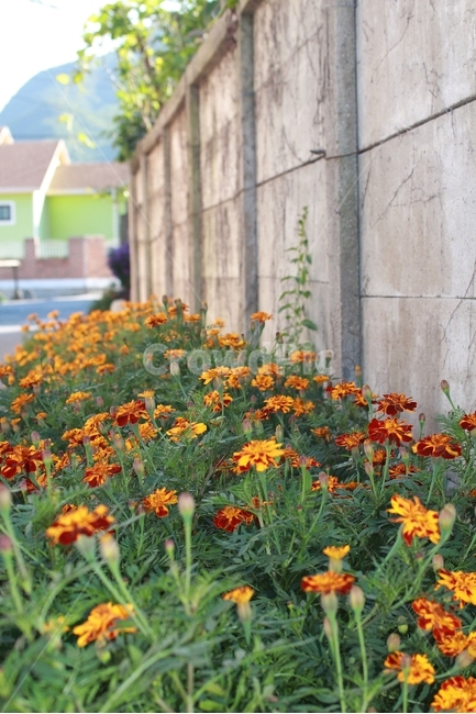 돌담,돌담에핀꽃,담장,담장꽃,담장에핀꽃,식물,자연,plants,nature,꽃,flower
