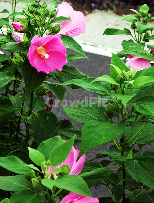 무궁화,목근과,아욱과,훈화초,나라꽃,국화,식물,꽃,식물,자연,plants,nature,꽃,flower