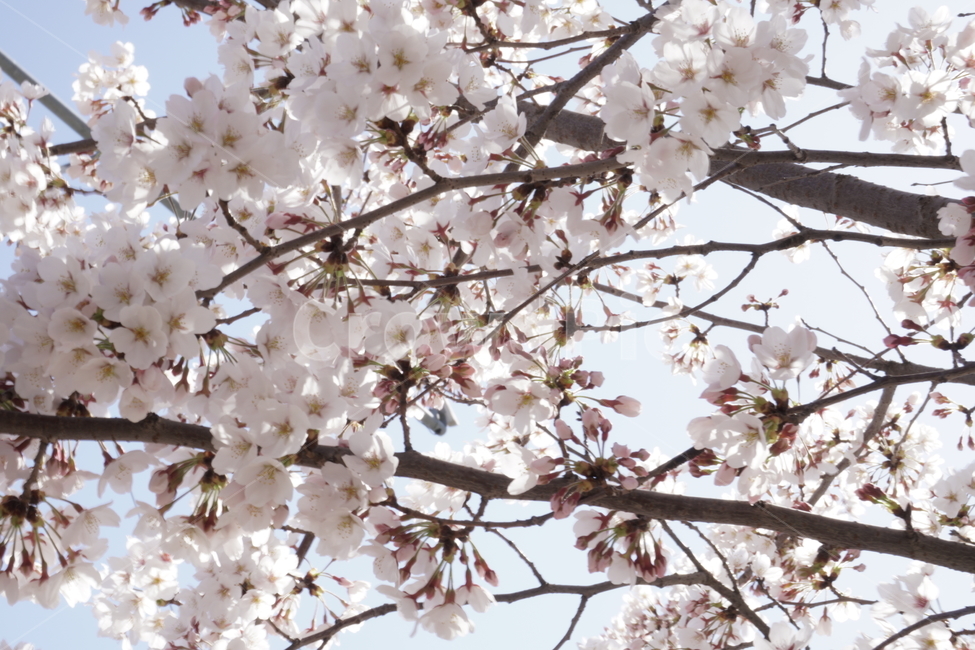 wait,pink,warmth,Spring news,in full bloom,expectation,pink flower,cherryblossoms,flower,spring,spring flowers,season,Emotion,spring season,cherry blossom