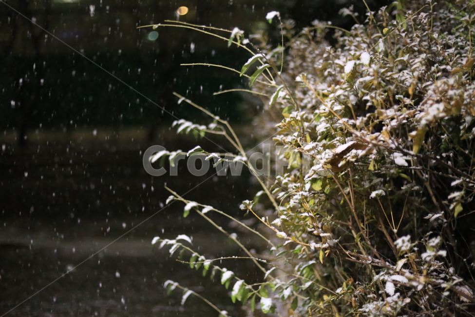 눈,겨울,나무,밤,새벽,겨울,계절,winter,season,식물,자연,plants,nature