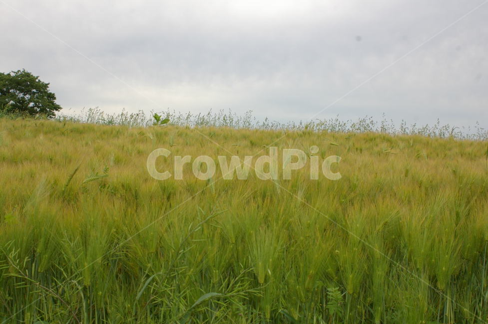 메밀밭,고창,청보리밭,도깨비촬영지,학원농장,자연,풍경,nature,landscape,grass,잔디,plant,식물