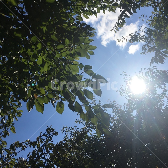 자연,하늘,햇빛,나무,구름,자연,풍경,nature,landscape,light,빛,flare,플레어,sunlight