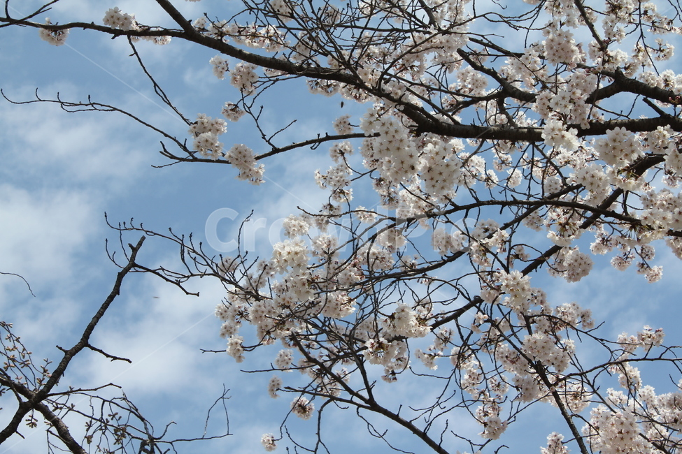풍경,자연,벚꽃,봄,경치,꽃나무,봄꽃,봄,계절,spring,season,plant,식물,blossom,꽃,flower