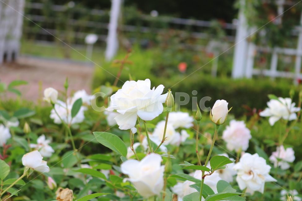 장미,꽃,장미꽃,식물,덩굴식물,아이스버그,자연,흰장미,하얀장미,식물,자연,plants,nature,꽃,flower