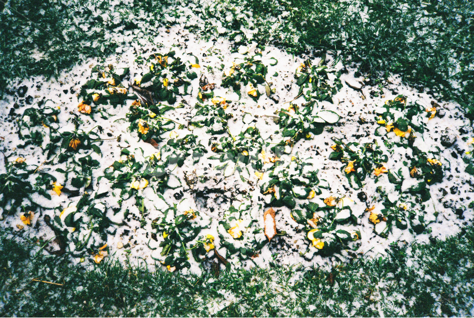 눈,자연,필름사진,필름,감성,outdoors,옥외,blossom,꽃잎,plant,꽃,식물,겨울,겨울,계절,winter,season,식물,자연,plants,nature