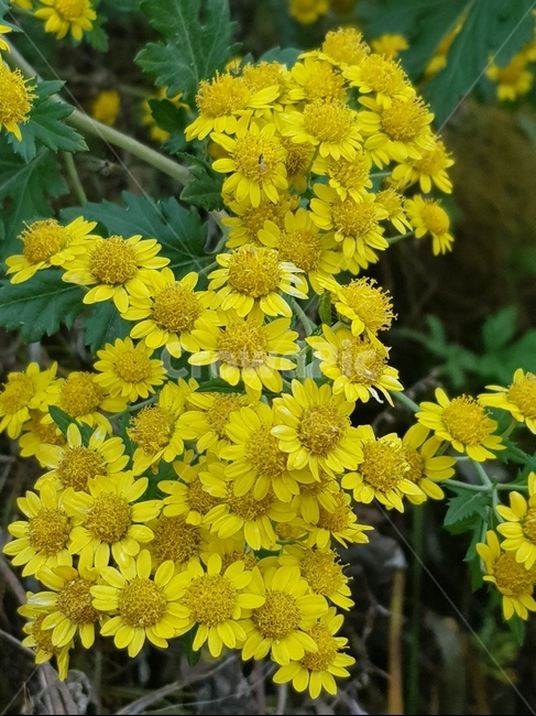 들국화,개국,국화차,야생화,야생국화,식물,자연,plants,nature,꽃,flower