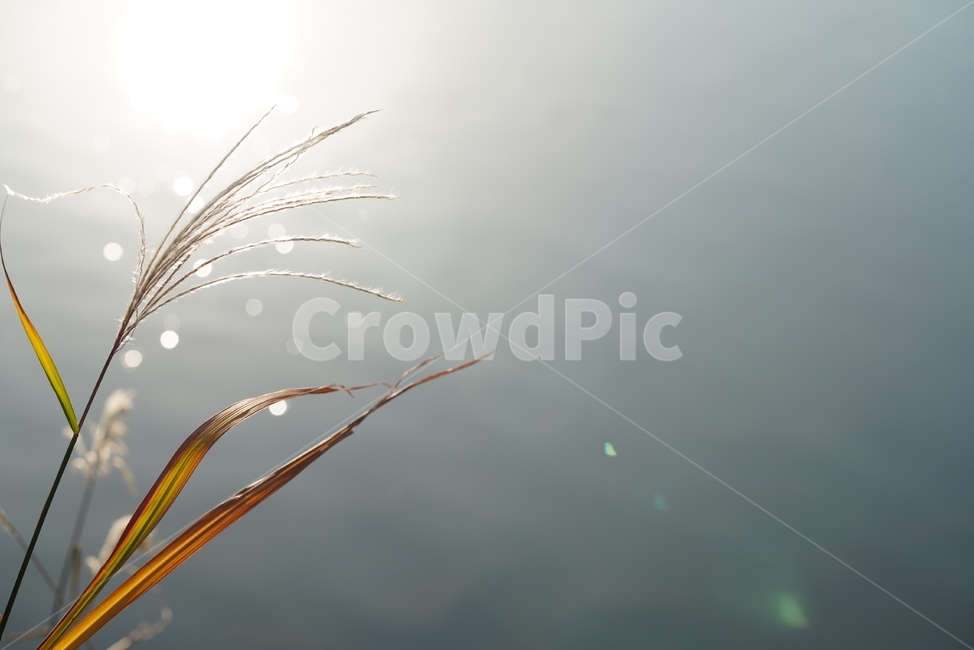 가을,계절,갈대,풀,식물,생물,plant,옥외,nature,자연