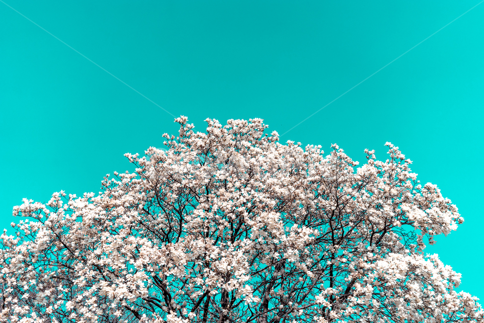 봄,꽃,목련,flower,sky,파스텔,봄향기,봄,계절,spring,season,식물,자연,plants,nature,꽃,flower,나무,trees,wood,색깔,색상,색채,색감,color sense,color sensitivity,feeling of color,plant,blossom