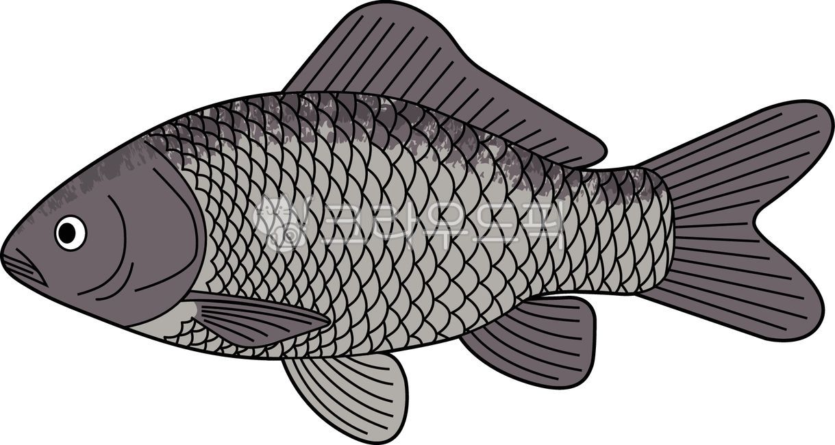 붕어,물고기,동물,민물고기,해양생물,fish