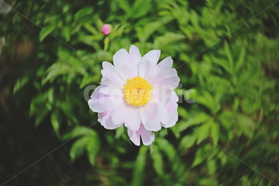 꽃,데이지,정원,daisy,white,green,flower,garden,식물,자연,plants,nature,꽃,flower