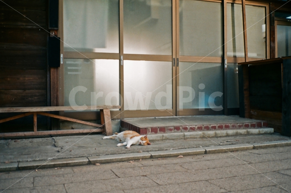 고양이,낮잠,감성,일본,나른,필카,필름카메라,여행,에노시마,가마쿠라,동물,animal,포유류,mammal,고양이,cat,kitten,kitty,감성,sensible,feeling,휴식,힐링,rest,relaxation,healing