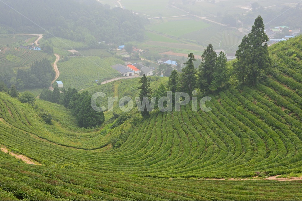 보성,봇재다원,집,nature,자연,outdoors,옥외,scenery,풍경,landscape,경치,자연,풍경,nature,landscape
