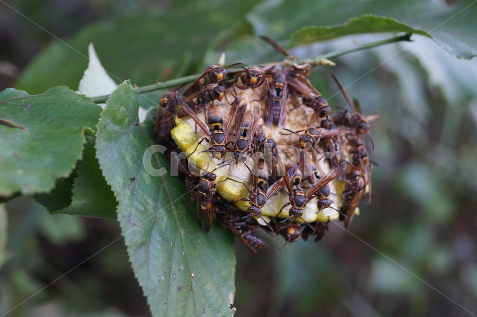 벌,벌집,집단,곤충,말벌,동물,animal,곤충,벌레,insect,bug