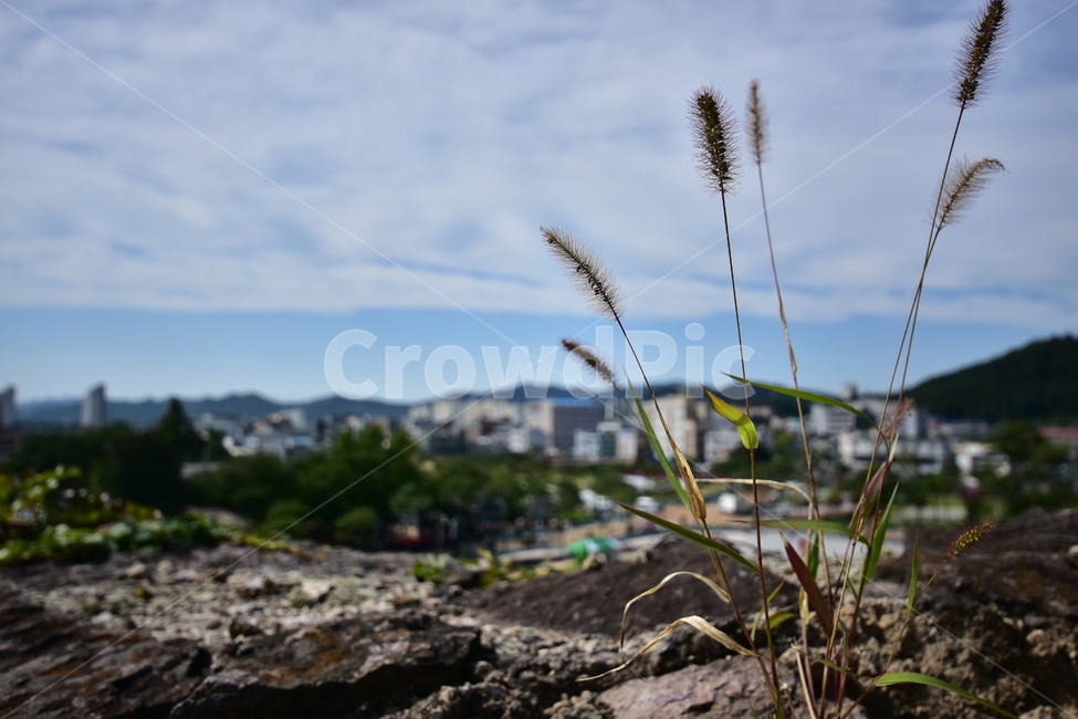 바위틈,들풀,도시,여름,강아지풀,식물,PLANT,들밭,한해살이풀,강아지꼬리,구황식물,foxtail