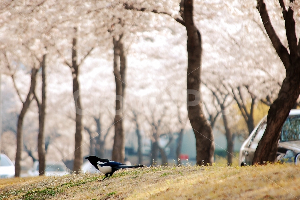 봄,벚꽃,까치,경북대학교,언덕,사진,꽃,경북대,가로수,자동차,풍경,봄,계절,spring,season,동물,animal,조류,새,birds,bird