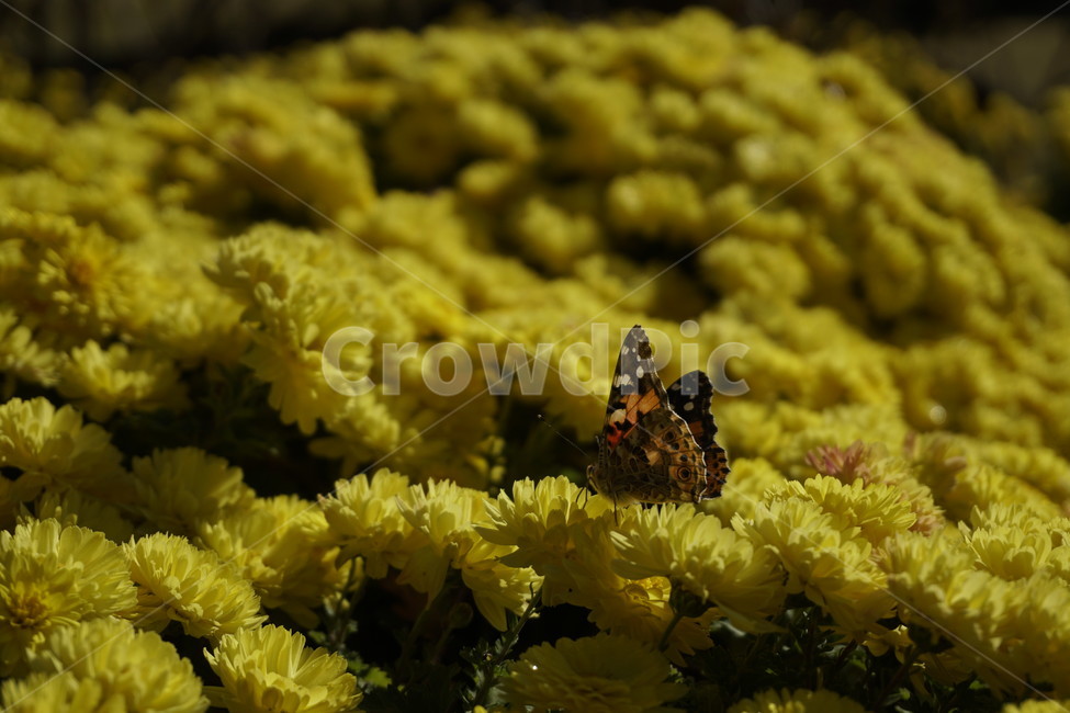 나비,꽃,동물,animal,invertebrate,무척추동물,insect,곤충