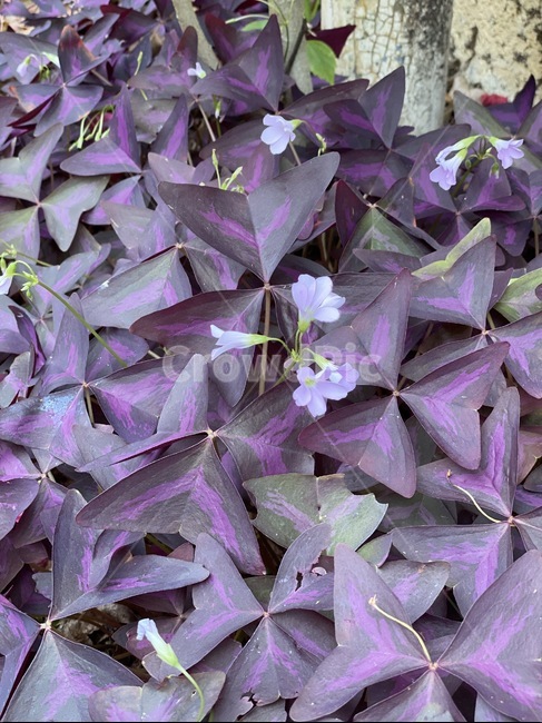 leaf,잎,plant,식물,flower,꽃,blossom,제라늄,geranium,식물,자연,plants,nature,꽃,flower
