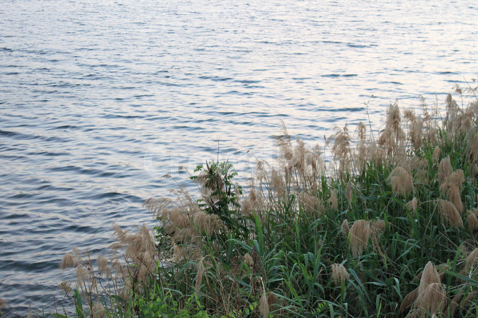 갈대,갈대숲,물결,강,식물,plant,commonreed,reedfield,river