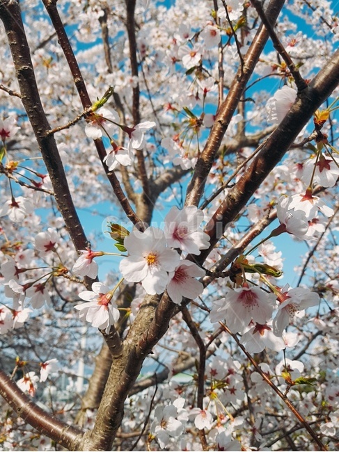plant,식물,blossom,꽃,cherryblossom,outdoor,landscape,pink,blue,white,tree,벚꽃,파랑,핑크,나무,나뭇가지,하늘,풍경,외출,하양,분홍,flower