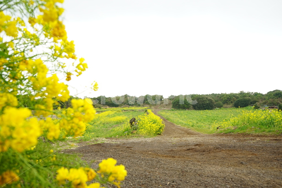 제주도,유채꽃,풍경,노랑,꽃,봄,계절,spring,season,자연,풍경,nature,landscape,outdoors,옥외,field,들