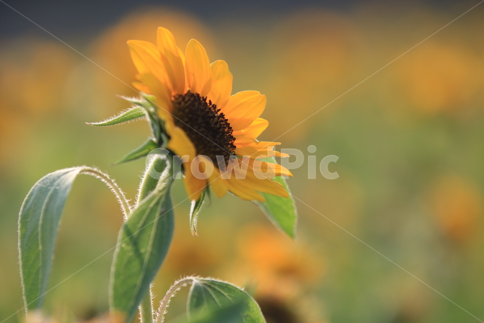 식물,꽃,flower,blossom,plant,식물,자연,plants,nature,꽃,flower
