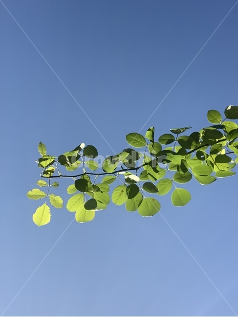 leaf,잎,plant,식물,하늘,식물,자연,plants,nature