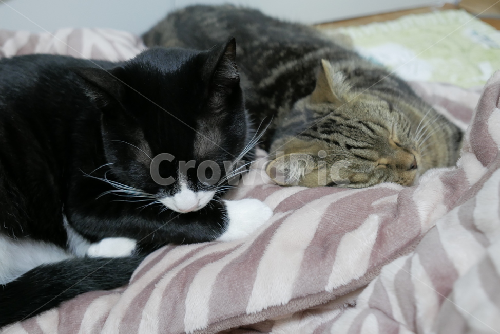 고양이,동물,반려동물,애완동물,cat,pet,동물,animal,포유류,mammal,고양이,cat,kitten,kitty