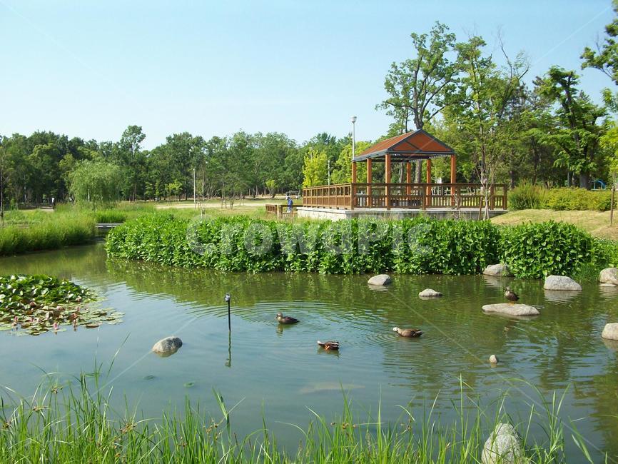 공원연못,동심원,오리,산책,연못