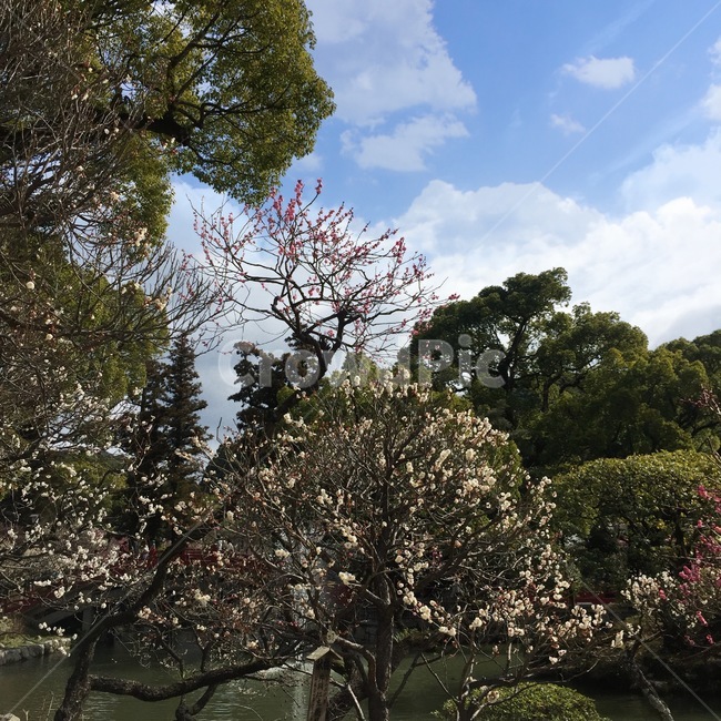 일본,후쿠오카,일본거리,거리,봄,봄꽃,꽃