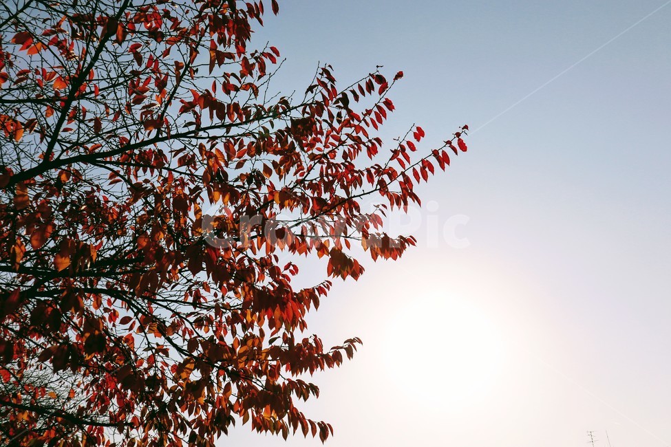 가을,낙엽,나무,잎,tree,leaf,식물,plant