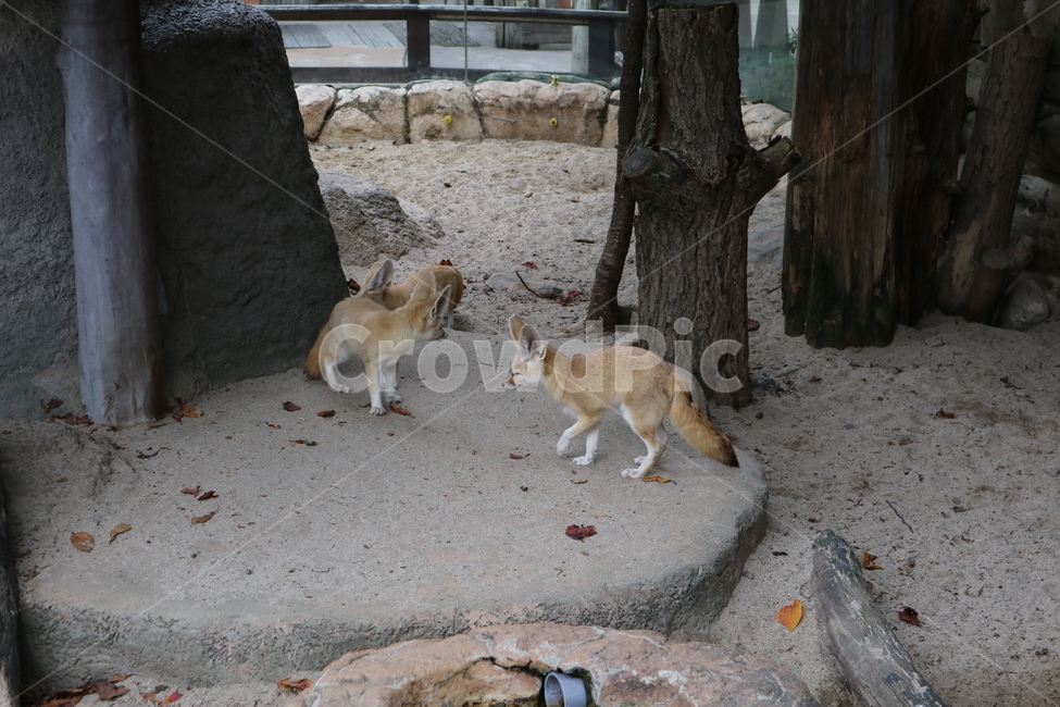 사막여우,여우,동물,동물원,페넥여우,동물,animal,포유류,mammal