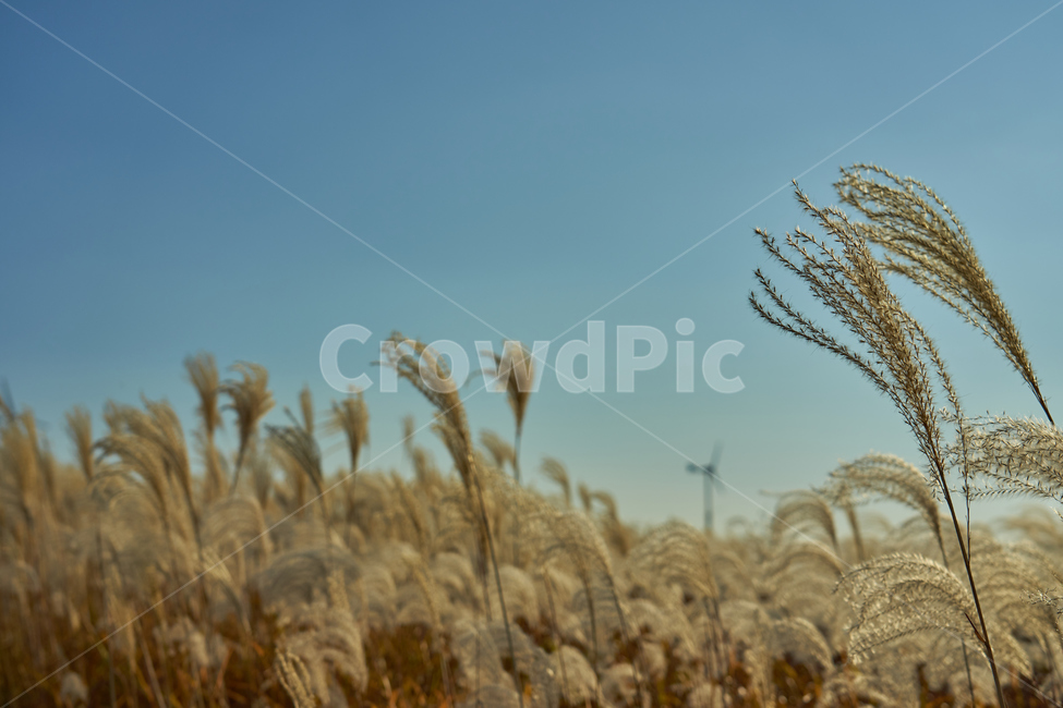 하늘공원,억새,노을,저녁,하늘,풍력발전기,바람개비,오브젝트,가을,계절,fall,autumn,season,plant,식물,grass,잔디,food,음식,vegetable,야채,grain,곡물