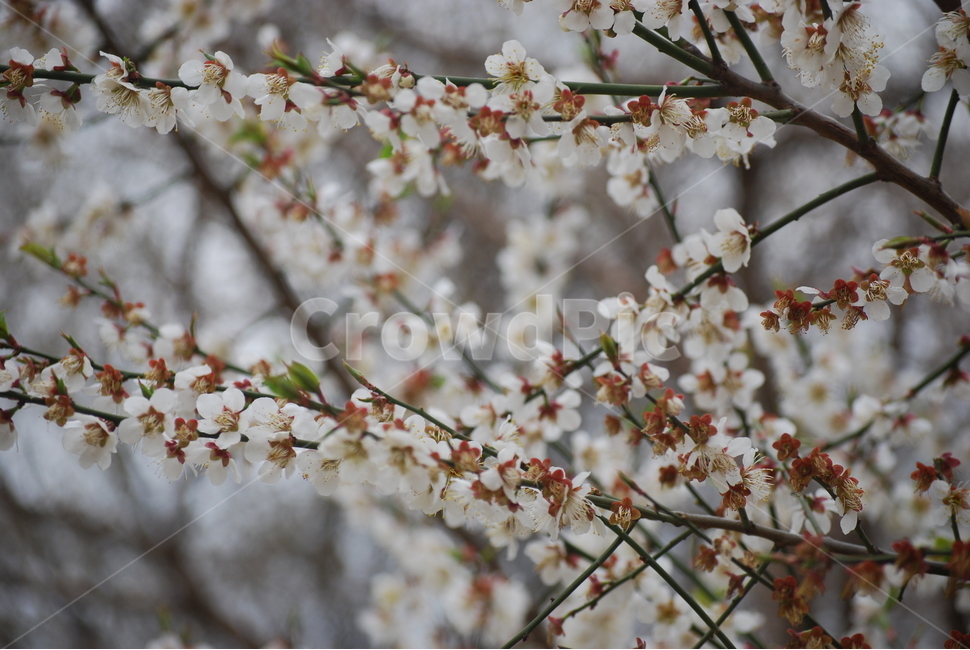 꽃,벚꽃,매화,봄,겨울,봄꽃,겨울꽃,꽃잎,flower,cherryblossom,spring,winter