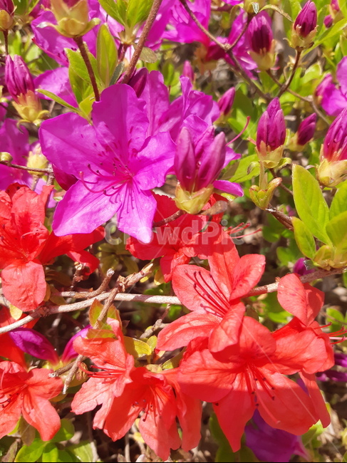 flower,꽃,plant,식물,철축,철축꼿,봄,봄꽃