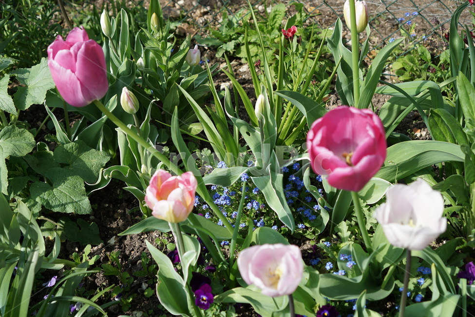 꽃,꽃밭,튤립,봄,식물,가든,정원,tulip,flower,gardening,spring,bloom,blossom,보라튤립,흰튤립,분홍튤립,보라꽃,분홍꽃