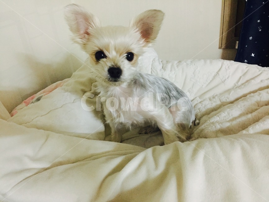 강아지,요크셔테리어,귀여운강아지,작은강아지,똘망똘망,귀요미