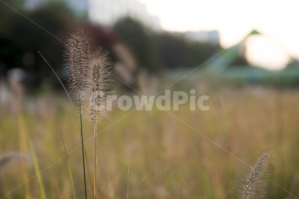 가을,풍경,강아지풀,식물,자연,식물,자연,plants,nature