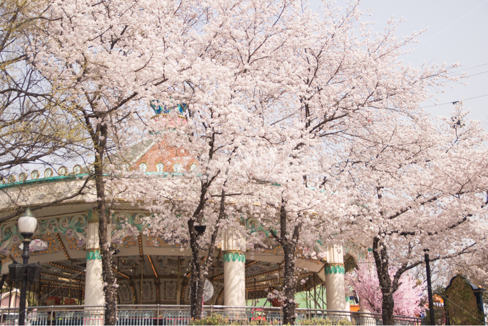 cherryblossom,spring festival,carousel,cherry blossom festival,flower,spring,Daegu EWorld,EWorld,cherry blossom viewing,amusement park,cherry blossom,Daegu