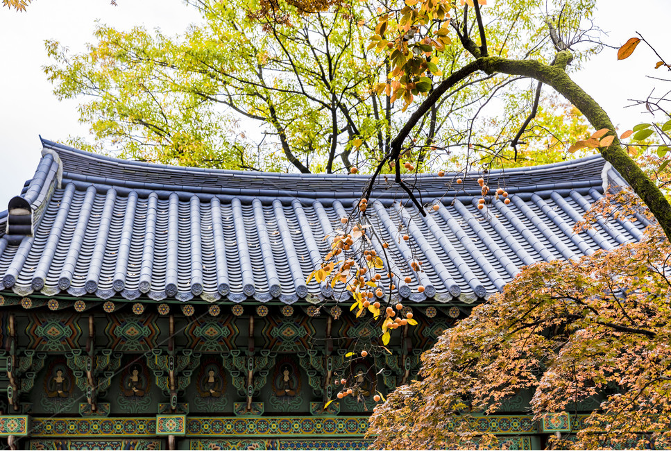 길상사,사찰,기와,기와지붕,감나무,감,단풍,가을,지붕,roof,만추,전통가옥,한옥,랜드마크,landmark,tourist attraction,한국랜드마크,한국관광지,한국명소,korea landmark,korea tourist attraction