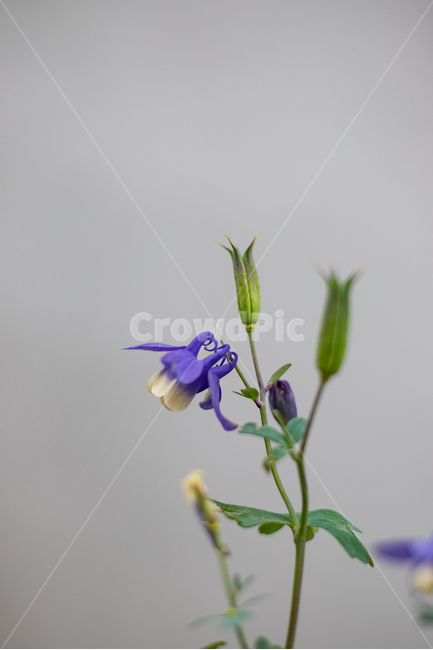 식물,꽃,매발톱,보라,자연,식물,자연,plants,nature,꽃,flower