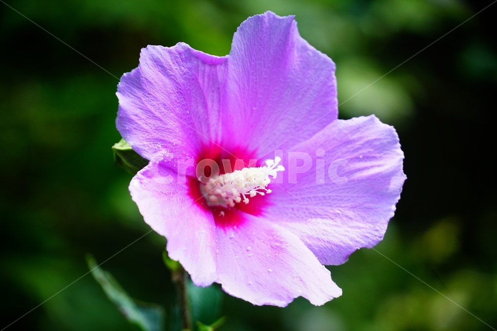 식물,꽃,blossom,geranium,plant,flower,제라늄,무궁화,식물,자연,plants,nature,꽃,flower