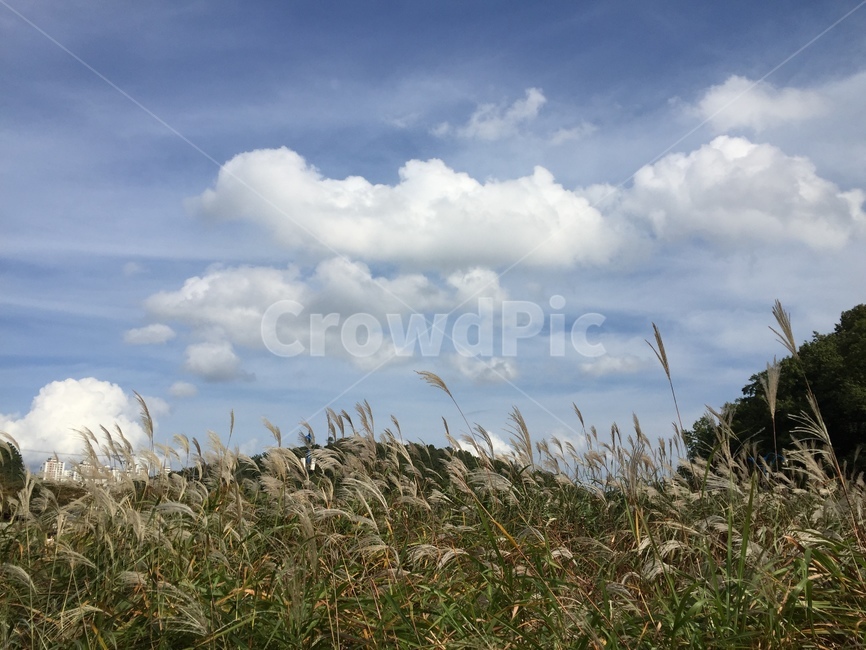자연,하늘,억새,nature,silvergrass,가을,계절,fall,autumn,season,자연,풍경,nature,landscape,plant,식물,grass,잔디,lawn,reed,갈대