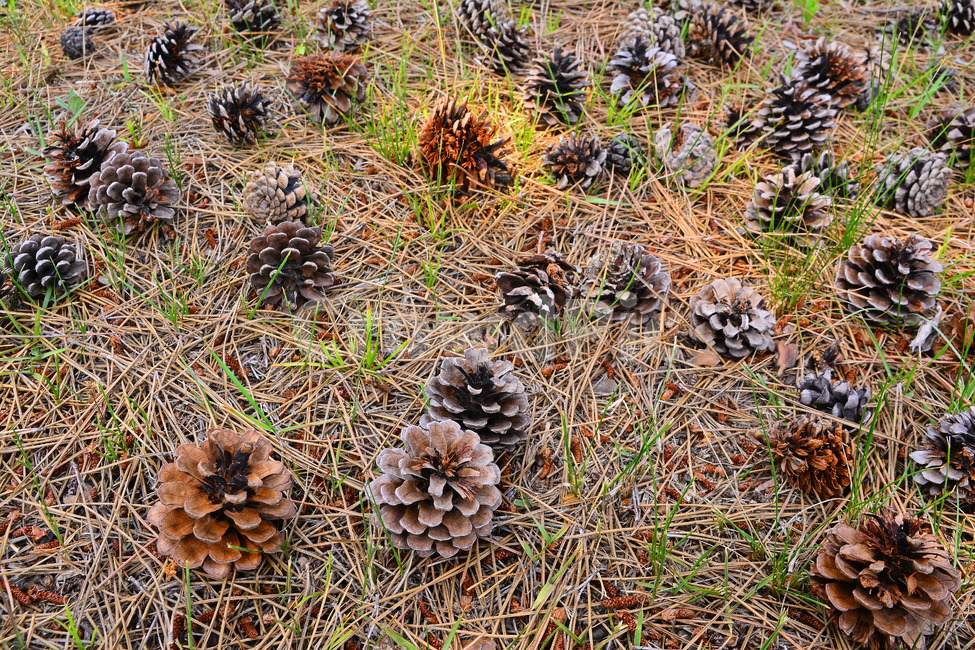 솔방울,열매,소나무,나무열매,씨앗,식물,파인트리,pinecone,땅,대지,바닥,지면,솔잎,결실,바탕,배경,백그라운드,outdoor,seed,패턴,plant,땅바닥,야외,옥외,자연,natural,가을배경