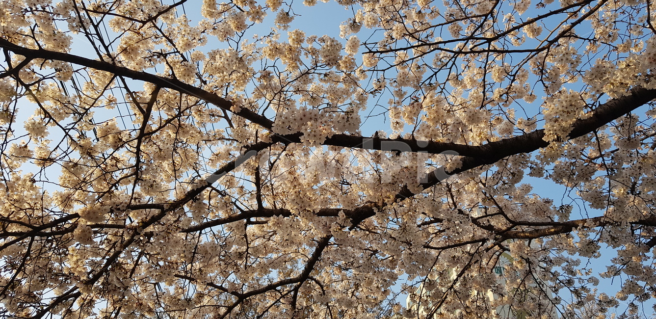 감성사진,벚꽃,꽃,봄,벚나무,만개,꽃나무,하얀꽃,꽃가지,하늘,사쿠라,계절,cherryblossom,spring,flowers,branch,blooming,sky,background,season,sakura