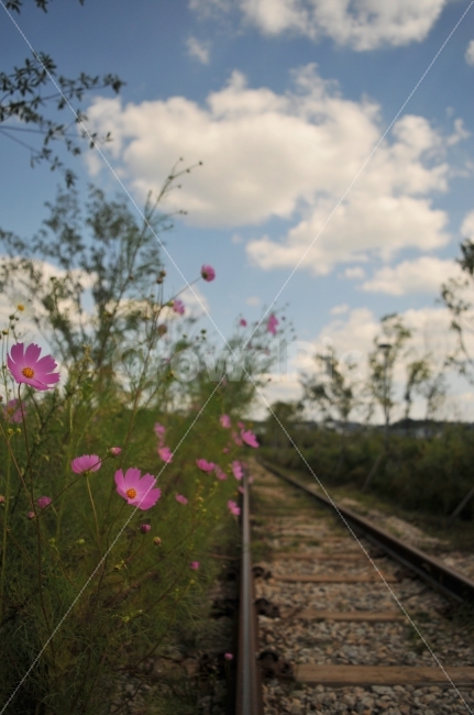 기찻길,코스모스,향기,추억,향수,가을,계절,fall,autumn,season,식물,자연,plants,nature,꽃,flower,transportation,교통,rail,레일,train track,railway,철도
