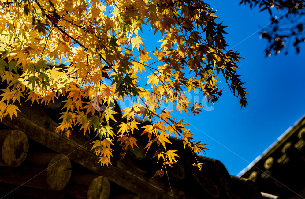 가을,낙엽,기와,단풍,기와지붕,자연,풍경,가을,계절,fall,autumn,season,leaf,잎,plant,식물