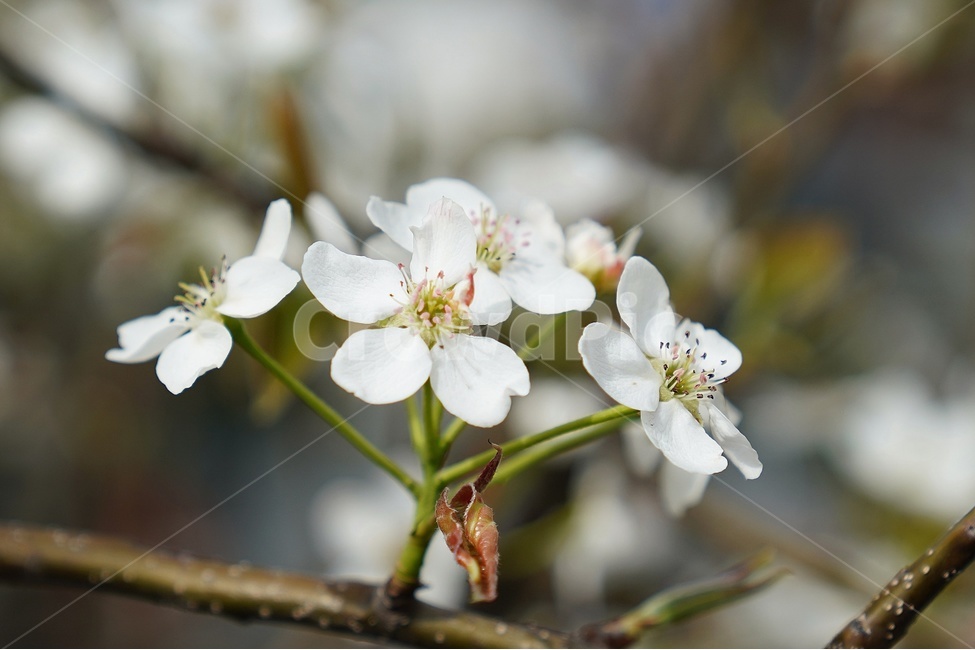 꽃,봄,향기,보케,아웃포커싱,봄,계절,spring,season,식물,자연,plants,nature,꽃,flower,plant,blossom